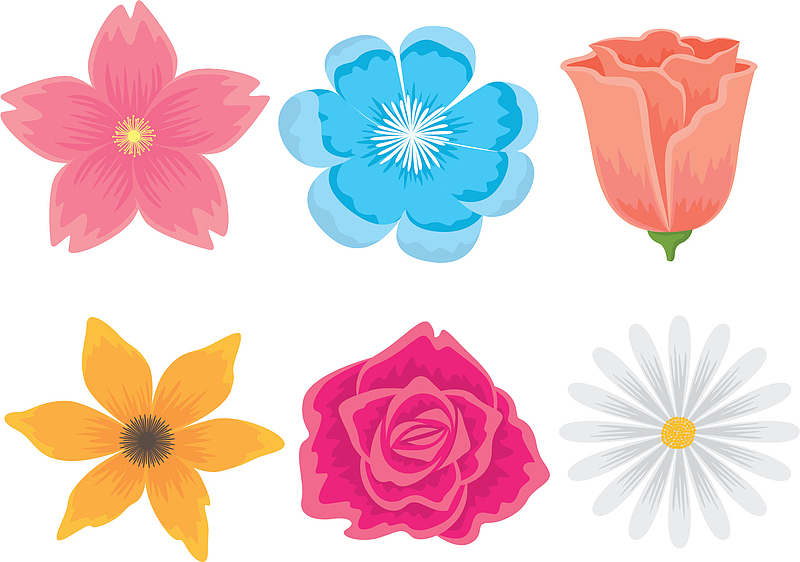六个种类美丽春花