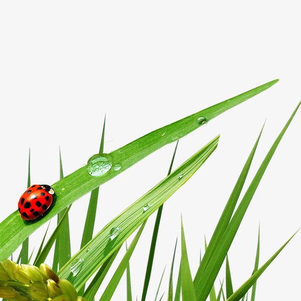 春天素材免费下载_觅元素