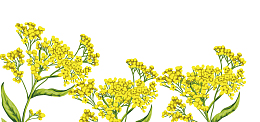 春天黄色小清新油菜花开