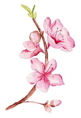 红色桃花发芽春天