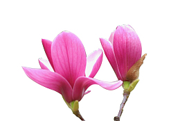 四季红玉兰花儿盛开特写含苞待放
