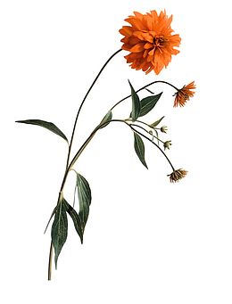 一支菊花