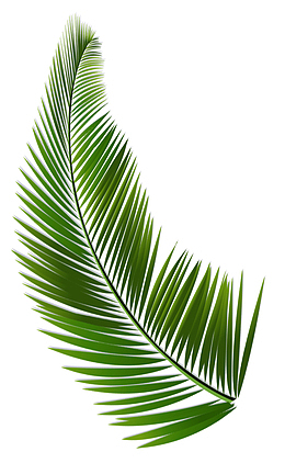 蕨类植物春天装饰