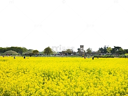 黄色背景油菜花田免抠