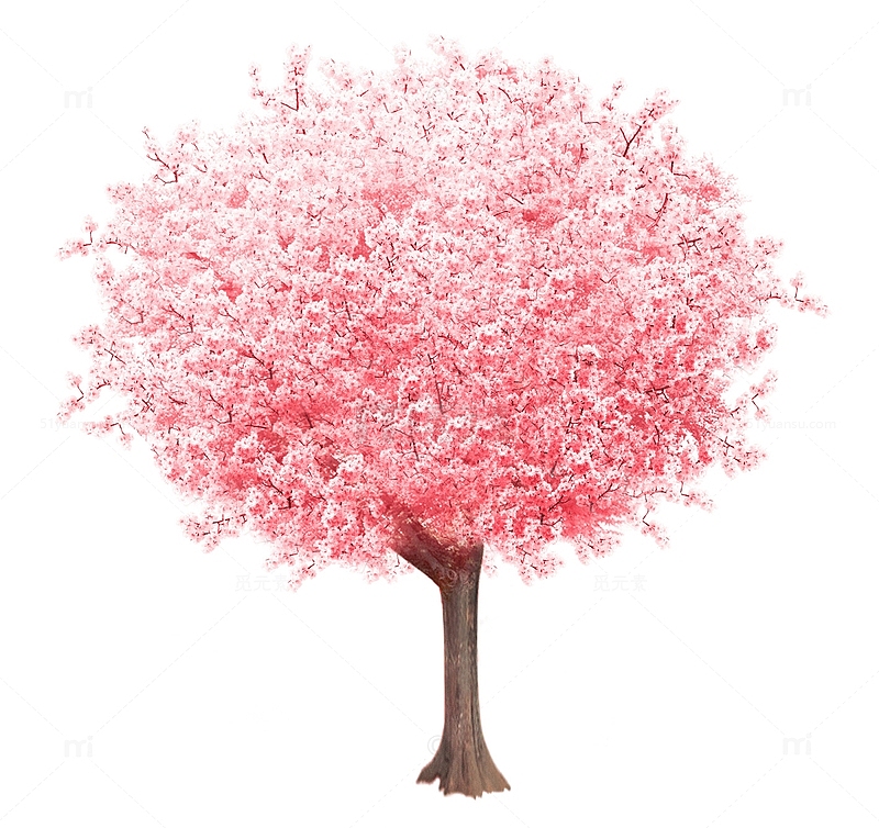 卡通手绘春天盛开的樱花树