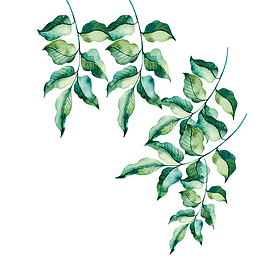 春季踏青春天的树叶