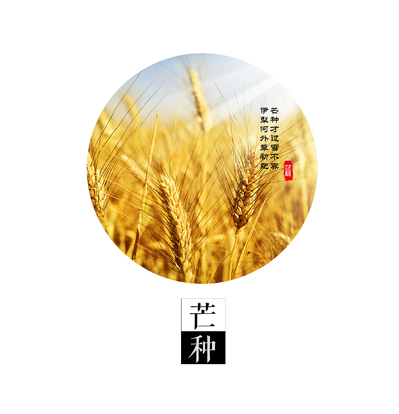 清新金黄色小麦芒种图标