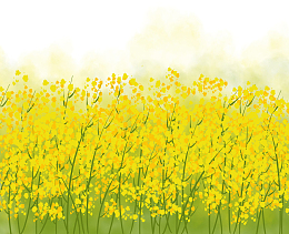 三月赏花季节油菜花插画
