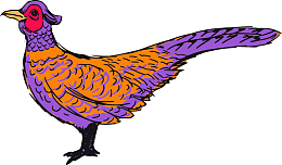 长尾巴野鸡