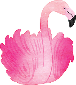 美丽羽毛粉红火烈鸟