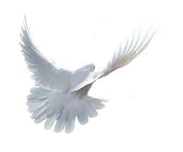 飞翔的白色鸽子素材