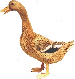 黄色羽毛鸭子