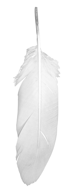 洁白漂亮羽毛