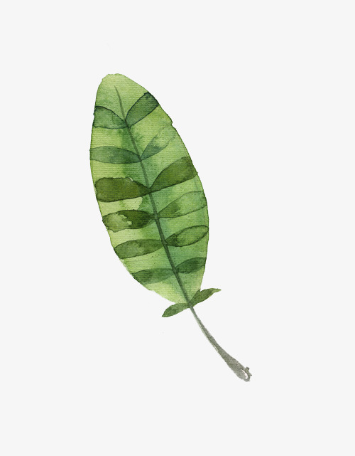 水彩叶子