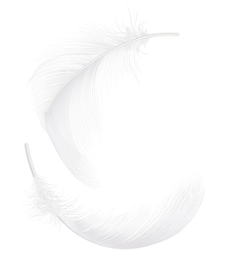 两片矢量白色羽毛