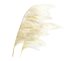 随风飘的羽毛PNG