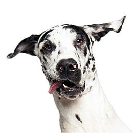 吐舌头的黑白斑点狗狗