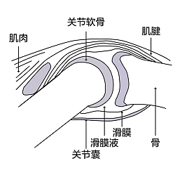 人体关节部位描述