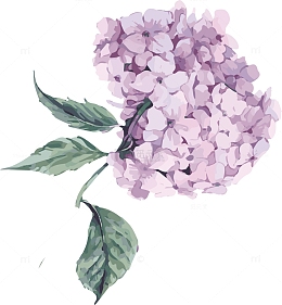 矢量清新绣球花花卉