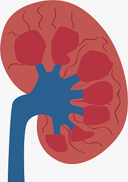 矢量图水彩红色脾脏