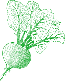 绿萝卜苗卡通简笔画