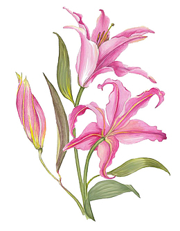 秋天粉色的百合花