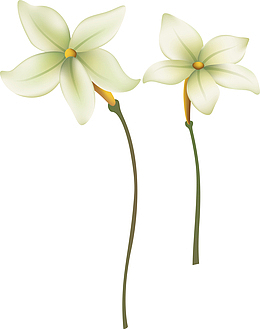 百合花花瓣百合花矢量图