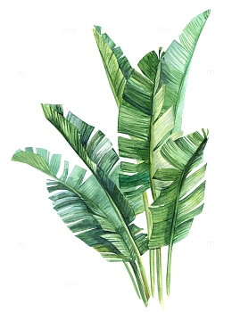 手绘水彩绿色芭蕉树