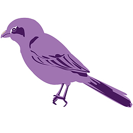 紫色的鸟