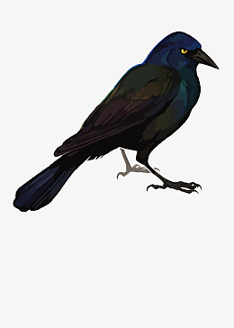 乌鸦免扣素材_乌鸦免扣png图片下载_觅元素