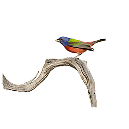 手绘站在树枝上的鸟翠鸟