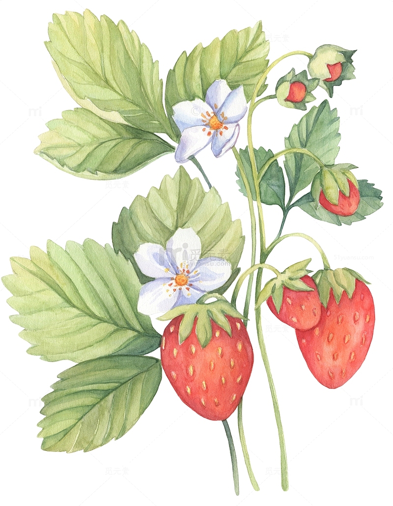 手绘水彩草莓植物