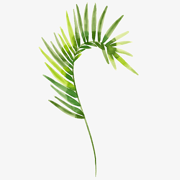 手绘棕榈叶边框aipng绿色棕榈叶png棕榈叶png彩绘叶子素材png水彩绘
