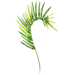 水彩绘绿色棕榈树叶