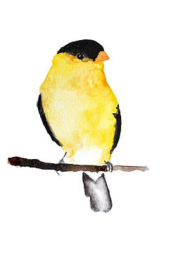 手绘水彩黄色小鸟