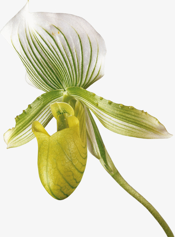 创意花草图片花卉矢量图素材