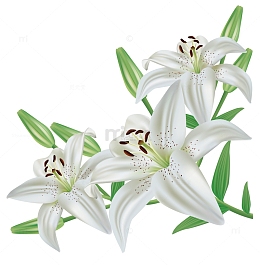 百合花插花扁平百合花