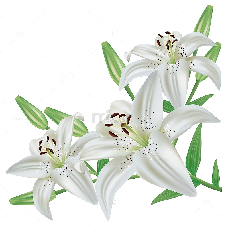 百合花插花扁平百合花