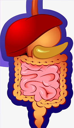 人体内脏卡通插画
