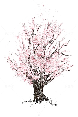 美丽樱花树