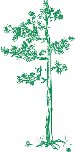 大树轮廓黑白大树