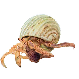 寄居蟹手绘画素材图片