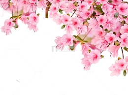 粉红的桃花PNG下载