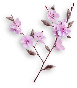 一支桃花