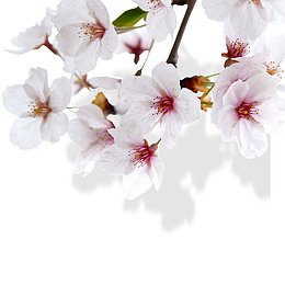 白色 桃花