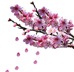 一支桃花