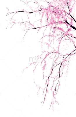 桃花盛开手绘插画