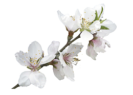 白色桃花