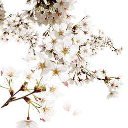 白色桃花