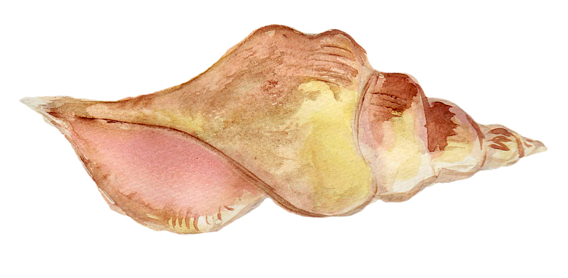 手绘彩色贝类海螺